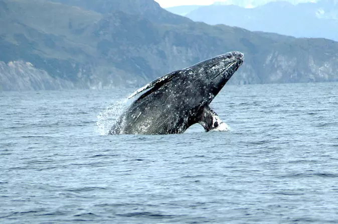San Diego Whale Watching Sailing Tour - Primary Image