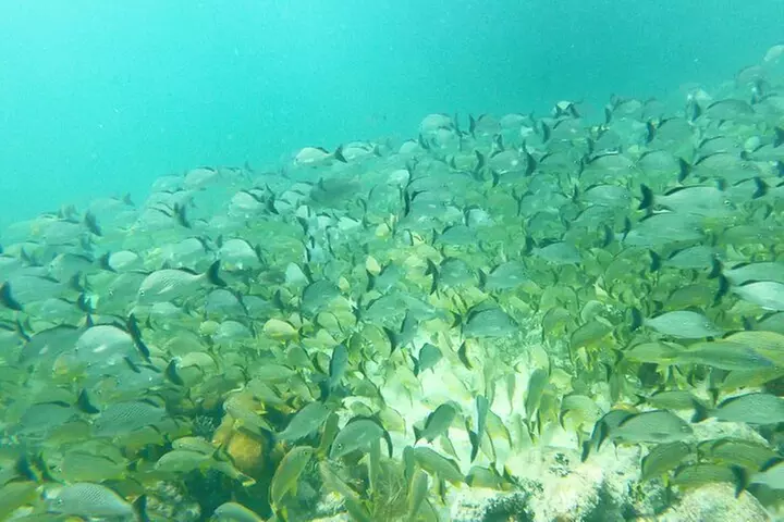 Florida Key Private Islands Exclusive Day Trip from Miami w/activ