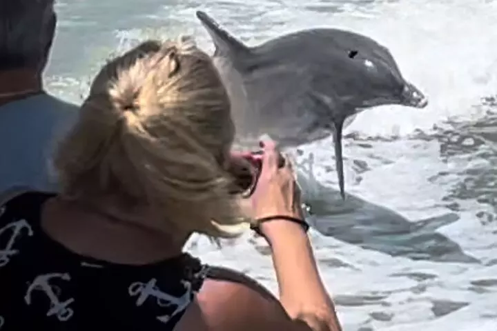Best of Marco Island Dolphin Tour