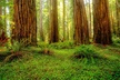 Redwood National and State Parks Self-Guided Audio Driving Tour - Second Medium