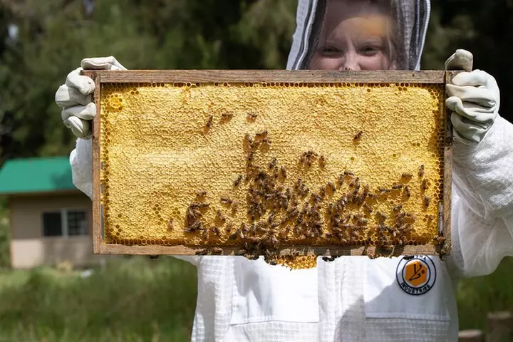 Private 2-Hour Beekeeping Classroom Tour in Honokaa
