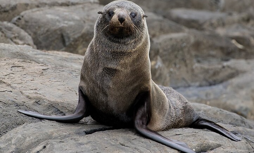 Image 4: Kangaroo Island 75-Minute Coastal Safari