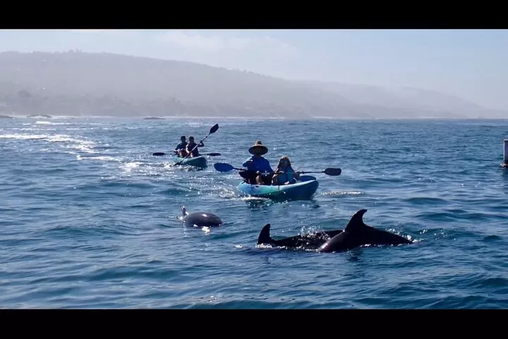 Laguna Beach Open Ocean Kayaking Tour with Sea Lion Sightings