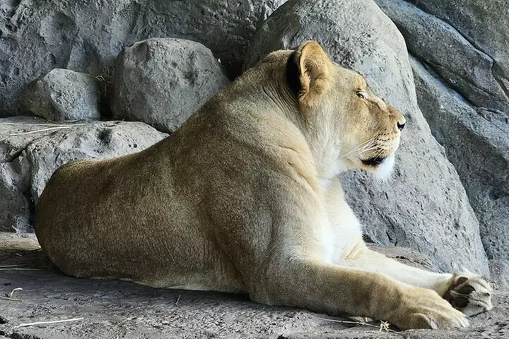 Lincoln Park Nature Museum and Zoo Public Walking Tour