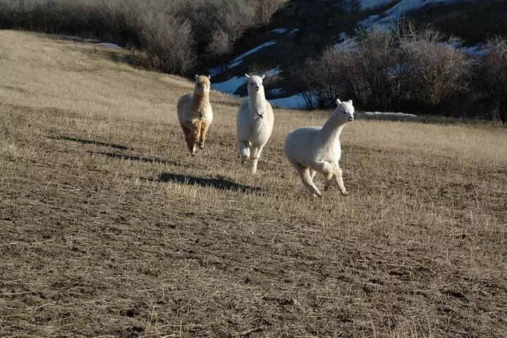Alpaca and Llama Farm Tour