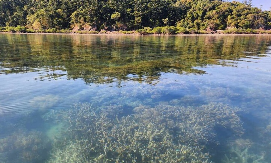 Image 17: Airlie Beach Glass Bottom Boat Tour