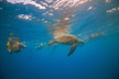 Turtle Canyons Snorkel Excursion from Waikiki, Hawaii - Second Medium