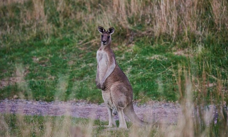 Image 9: Dusk Discovery Tour