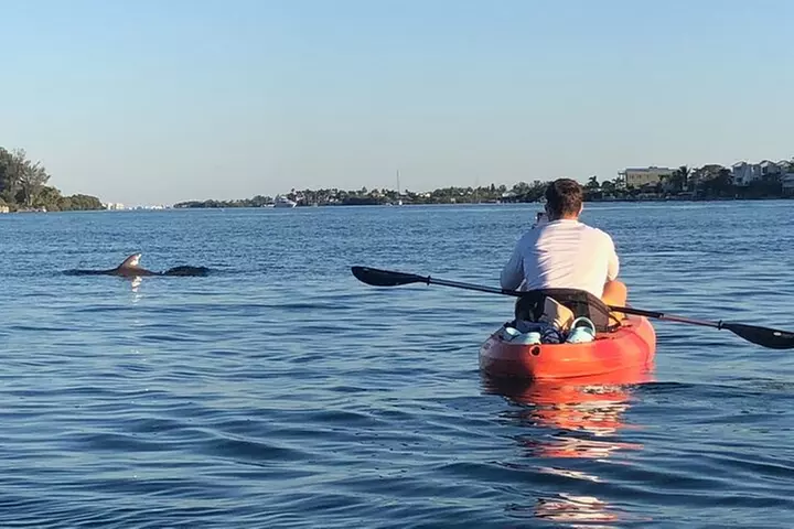 Sunset Kayaking with Dolphins