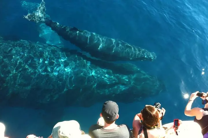 Whale Watching from Ma'alaea Harbor