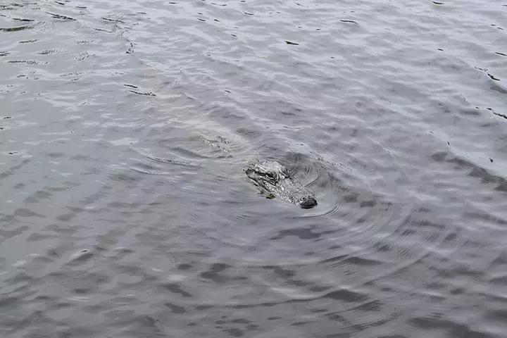 90-Minute Jean Lafitte Swamp and Bayou Tour with Transportation