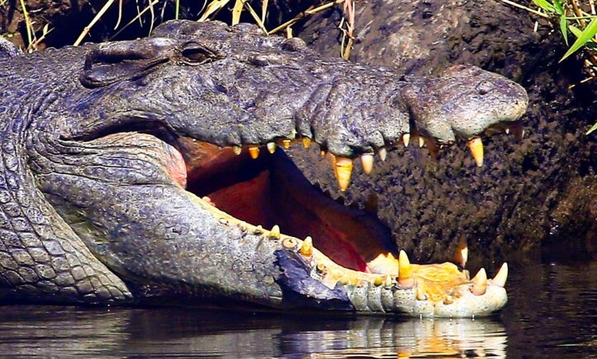 Image 4: Daintree River Cruise