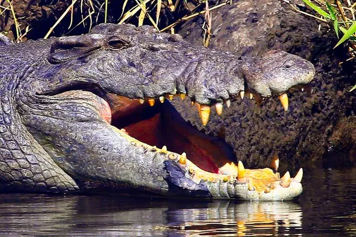 Daintree River Cruise