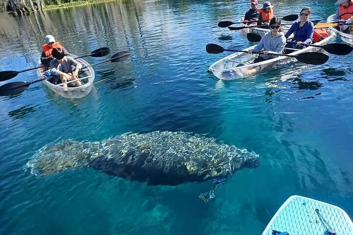 Clear Kayak or Paddleboard Manatee Adventure