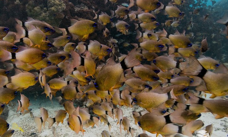 Image 9: Ningaloo Reef Snorkel and Wildlife Adventure