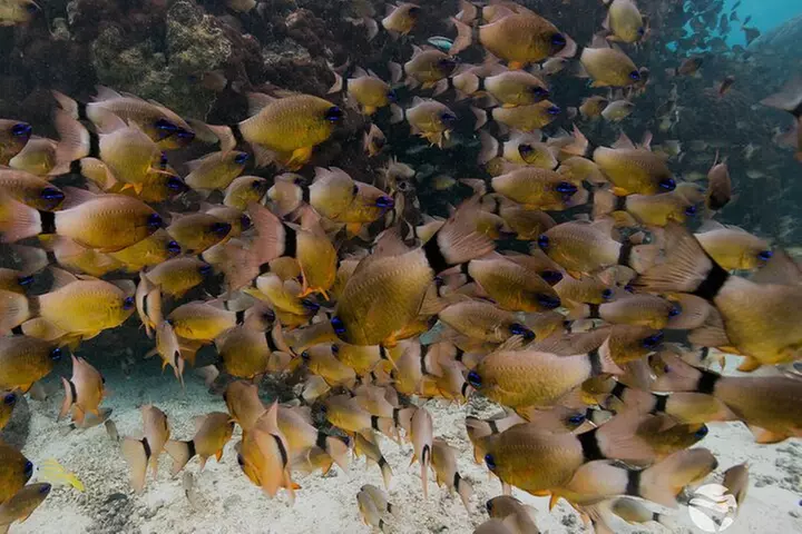 Ningaloo Reef Snorkel and Wildlife Adventure