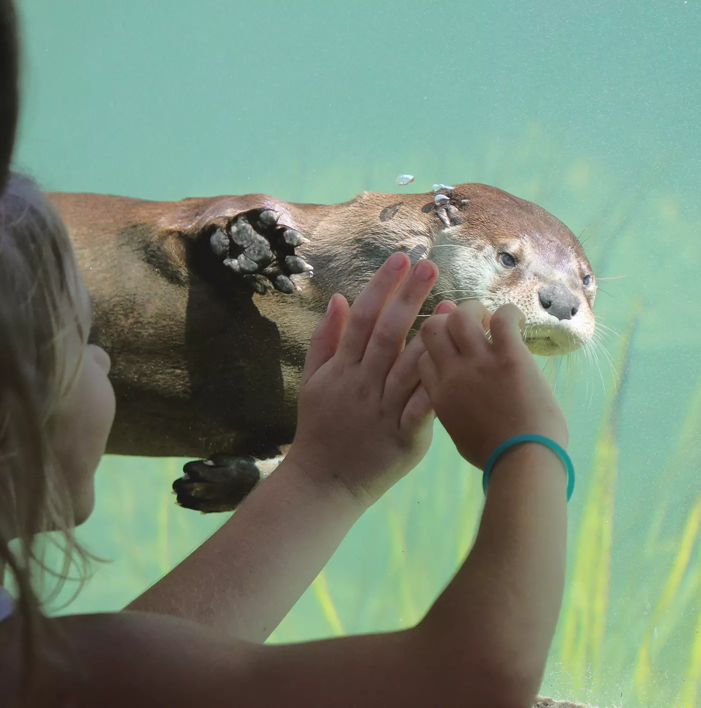 $13.75 For General Admission For 1 Child (3-12) & 1 Adult (Reg. $33.25) - Second Medium