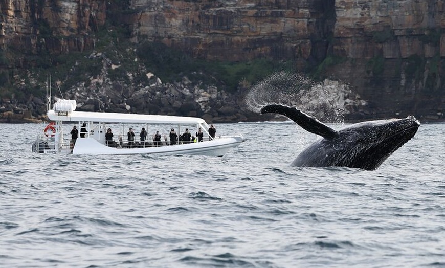 Image 7: Sydney Whale-Watching by Speed Boat