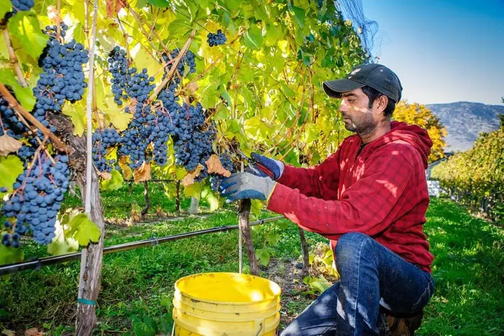 8 Hour Napa or Sonoma Wine Tour in Private Limousine - Primary Image
