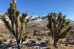 Small Group Grand Canyon Skywalk & Hoover Dam Tour - Second Medium