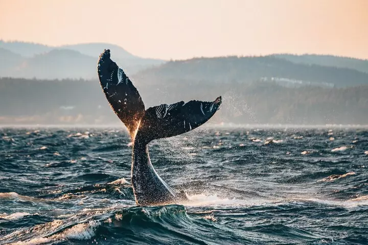 Vancouver Sunset Whale Watching Adventure with Free Photos - Primary Image