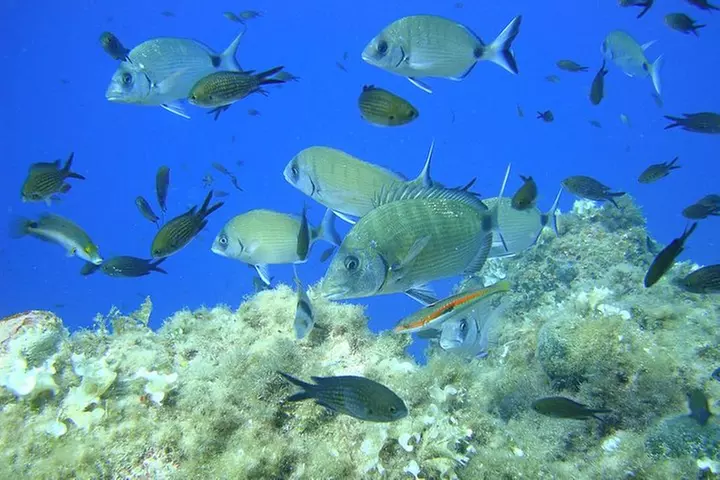Excursion de plongée en apnée dans la baie de Villefranche sur la C...
