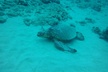 3-Hour Small-Group Maalaea Luxury Snorkel Cruise Tour - Second Medium