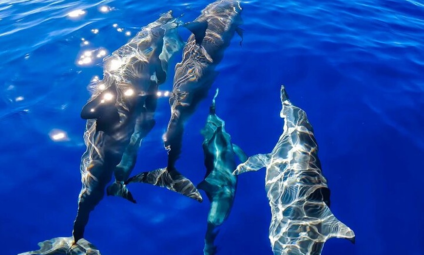 Image 7: Maui Eco-Raft Tour: Hawaiian Cultural Whale Tour (*New)