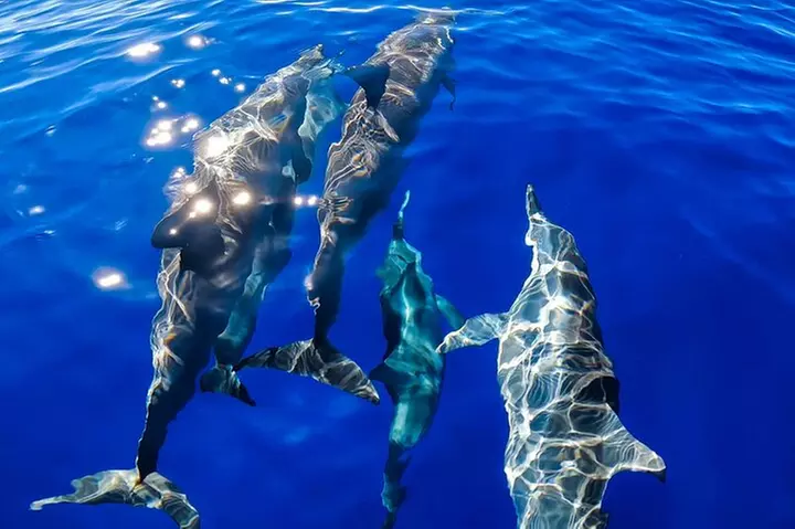 Eco-Raft Tour: Intro to Hawaiian History & Whale or Dolphin Watch