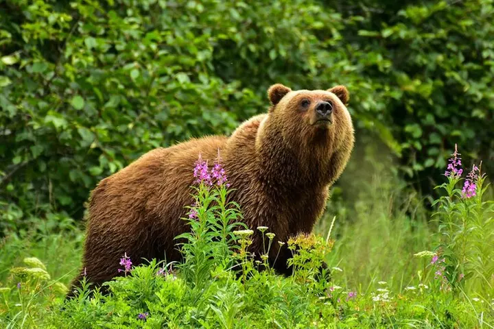 Alaska Bear Viewing Adventure from Seward