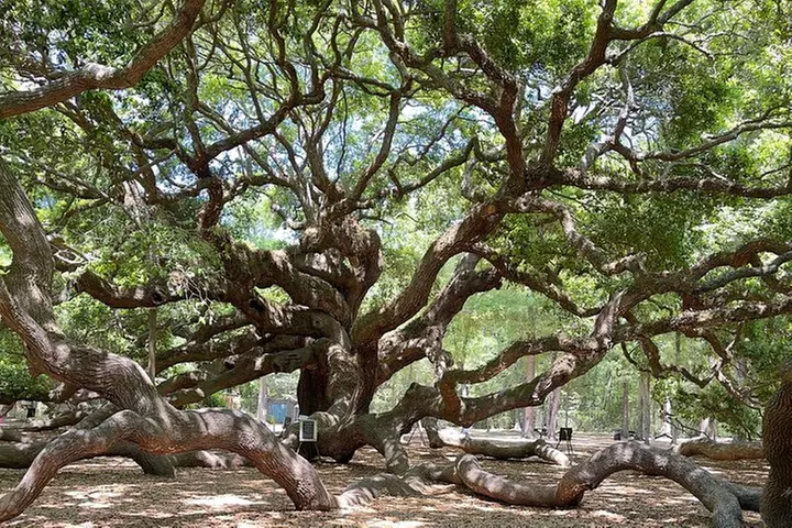 Wine Sippin'-Tea Drinkin'-Tree Huggin' Lowcountry Adventure
