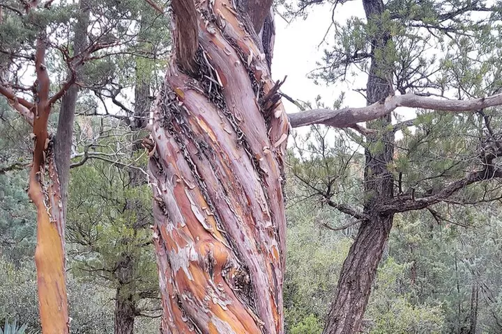 VIP Sedona Vortex Spiritual and Scientific Tour