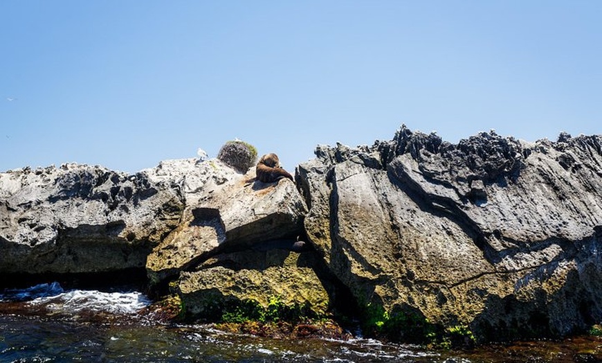 Image 5: Adventure Rottnest Tour with Ferry & Adventure Cruise