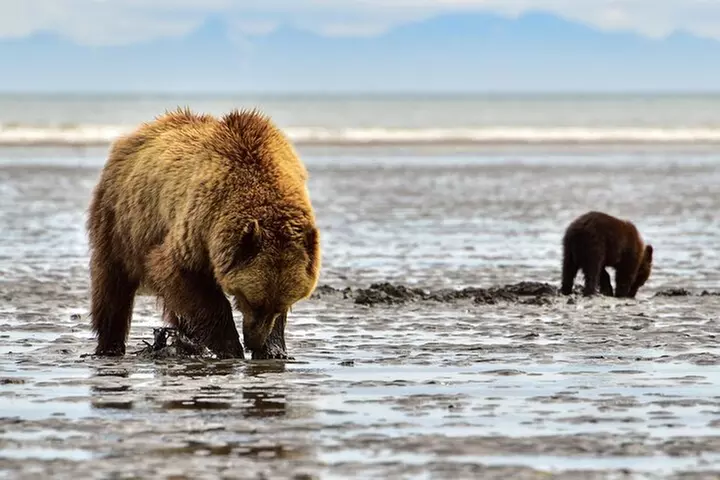 Alaska Bear Viewing Adventure from Seward