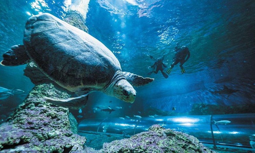 Image 5: Snorkel with Sharks at AQWA