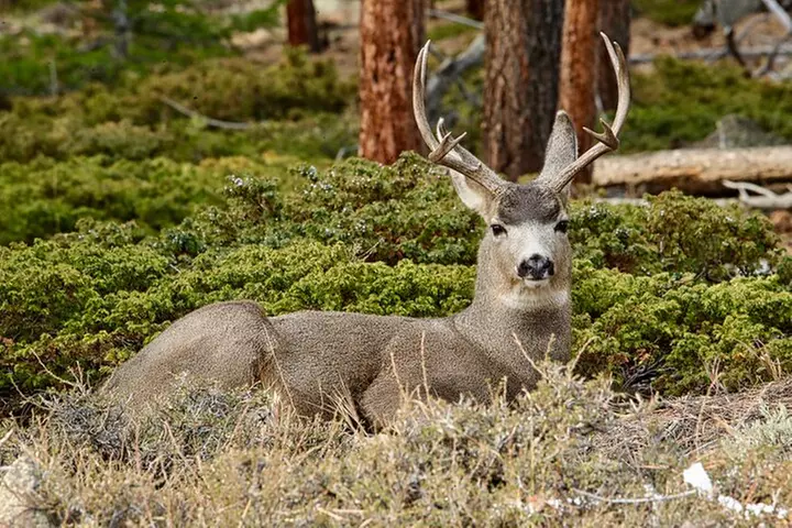 Half-Day Rocky Mountain National Park "Lake and Meadows Tour"