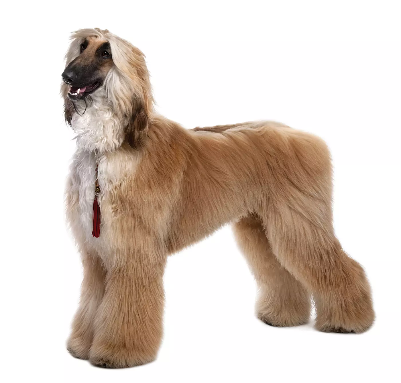 $20 For $40 Toward Grooming Services & Day Care Packages - Second Medium