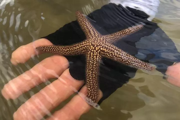 Easy Ride Pedal Kayak Tour Marco Island & Naples (Pedal or Paddle