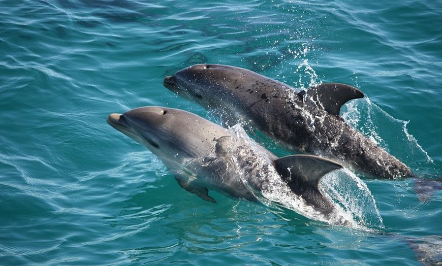 Image 1: 3-Hour Dolphin and Seal Sightseeing Cruise, operated with swim tour...