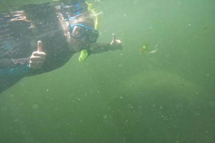 3 Hour Small Group All Inclusive Manatee Swim with free Photo pkg