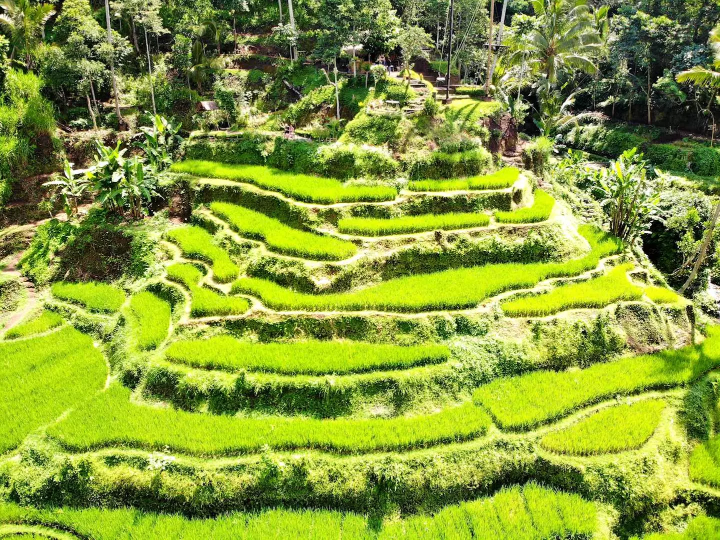 ✈ INDONESIEN | Bali - Rundreise Bali & Strandaufenthalt in Legian 3...