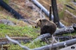 The Grand Yellowstone 3 day private experience from Cody Wyoming - Second Medium