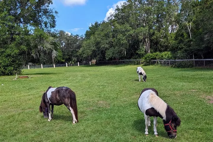 Farm Experience with Ponies, Bunnies, Chickens and Goats - Second Medium