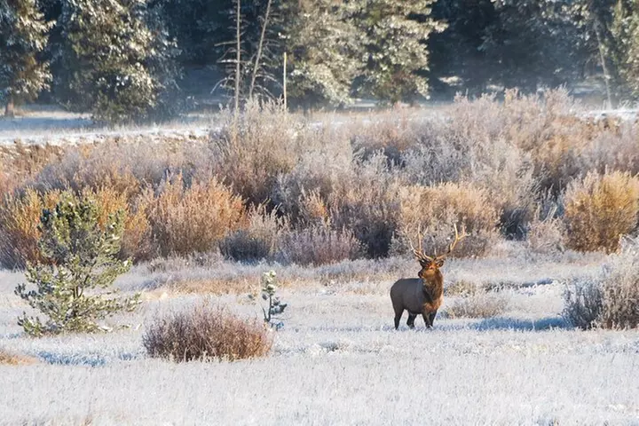 Island Park, Idaho Waterfalls and Wildlife - Second Medium
