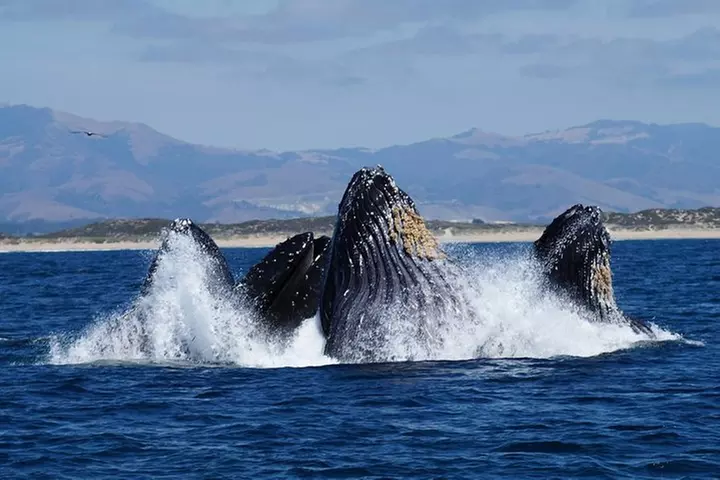 Whale Watching Tour