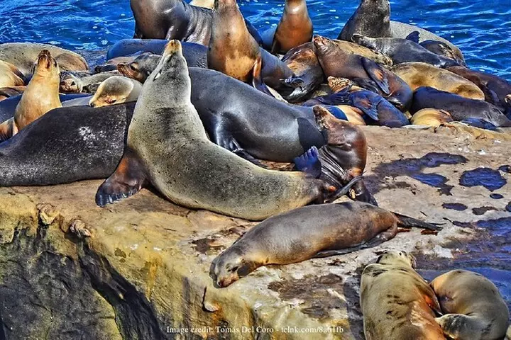 San Diego Driving Tour: Gaslamp Quarter, Balboa Park & Old Town