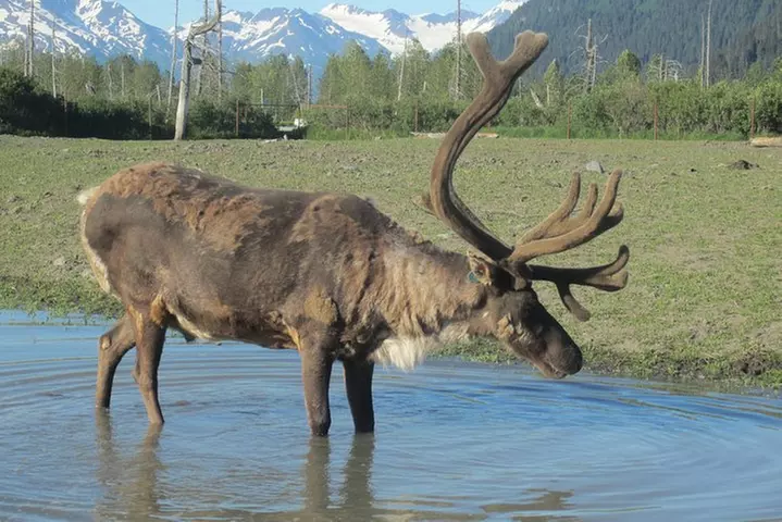 Portage Glacier Cruise and Wildlife Explorer Tour