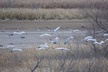 Sandhill Crane Kayak Tour with Chattanooga Guided Adventures - Second Medium