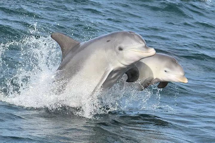 Murray River Lunch Cruise