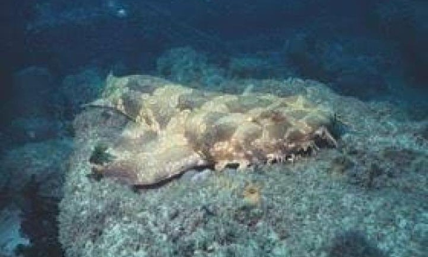 Image 2: Dive the Scottish Prince Shipwreck